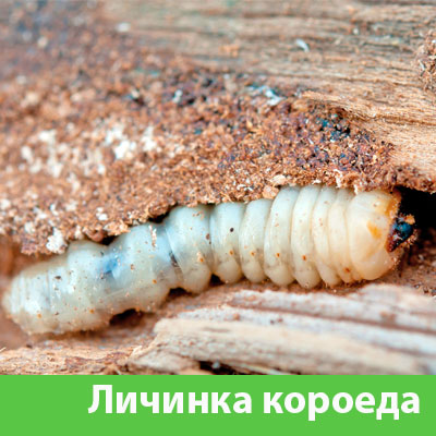 Уничтожение личинок короеда в Геленджике